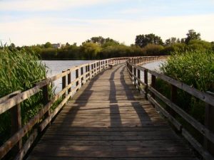 Swan Lake Boardwalk